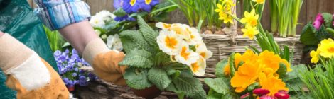 ПРИНИМАЕМ РАСТЕНИЯ ДЛЯ ПОСАДКИ